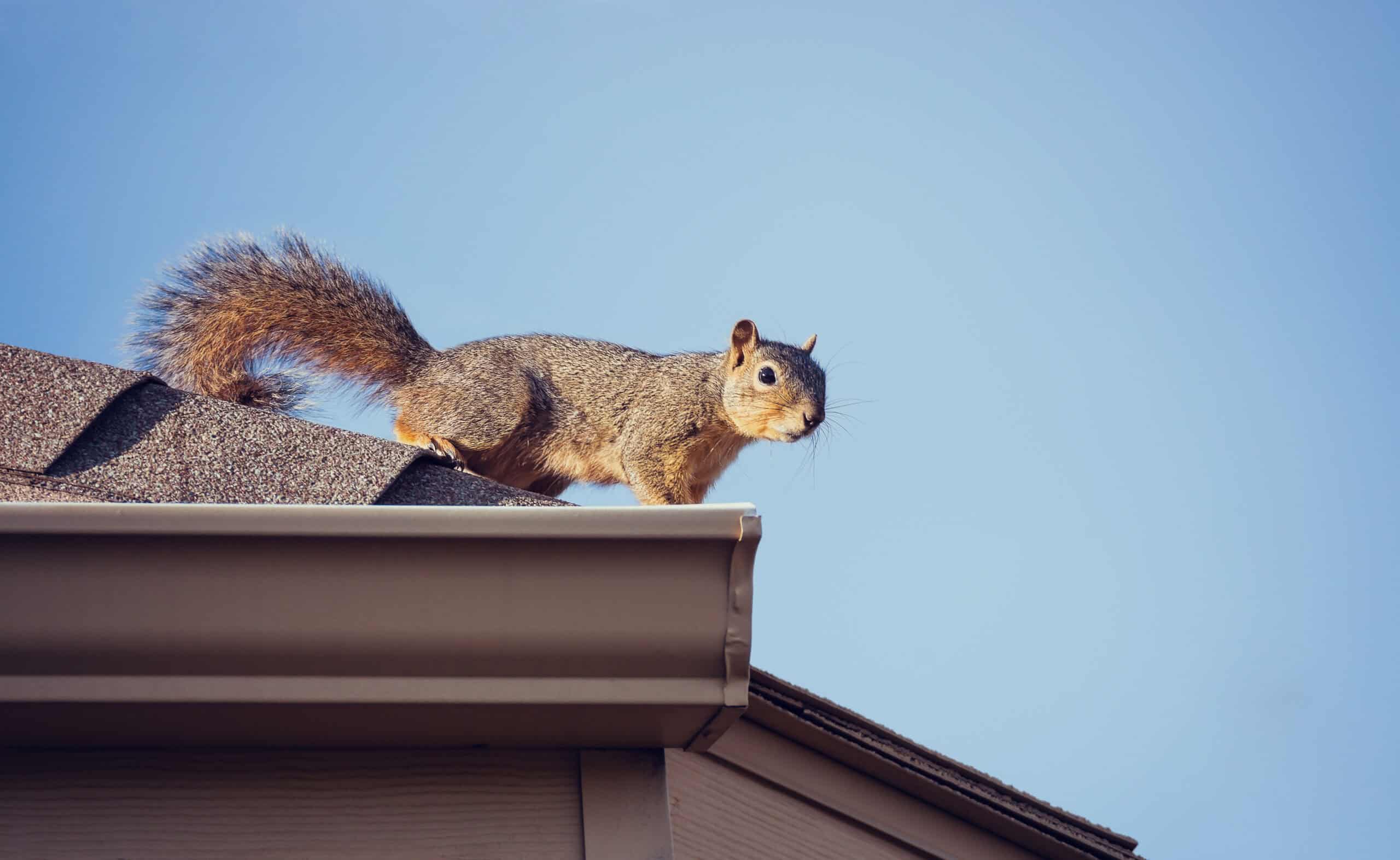 Squirrel on a house roof gutter, showing why you should Prevent Animals From Damaging My Roof.